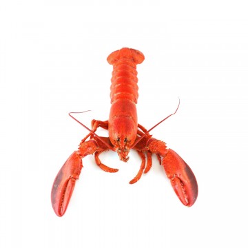 Cooked Boston Lobster Whole